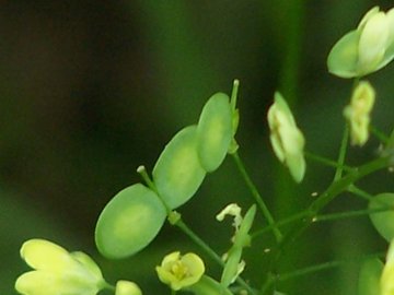 Biscutella maritima / Biscutella lirata