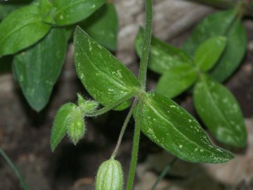 Silene latifolia s.l.