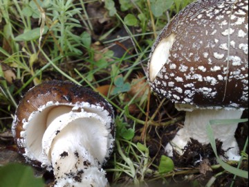 Specie di Amanita