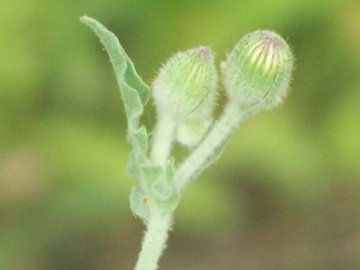 Andryala integrifolia / Lanutella comune