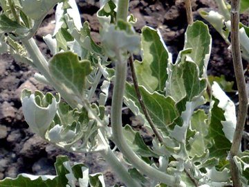 Jacobaea ambigua (=Senecio ambiguus) / Senecione ambiguo