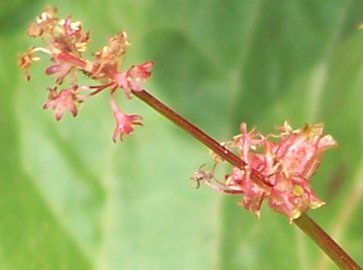 Emex spinosa / Spinaciastra comune