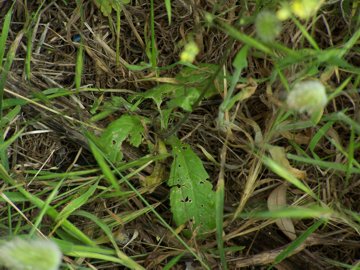 Biscutella maritima / Biscutella lirata