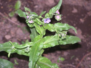 Dall''Etna - Cynoglossum creticum