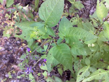 Un Solanacea? - Solanum dulcamara