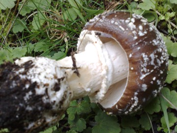 Specie di Amanita