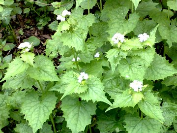 Alliaria petiolata