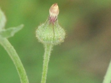 Andryala integrifolia / Lanutella comune