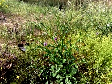 Centaurea napifolia