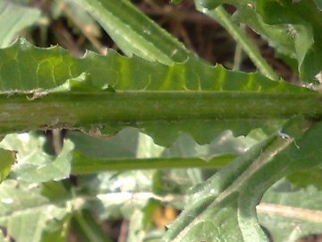 Centaurea napifolia