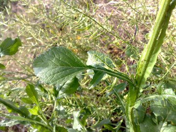 Centaurea napifolia