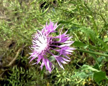 Centaurea napifolia