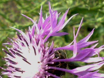 Centaurea napifolia