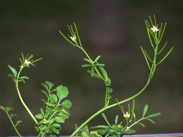 Cardamine hirsuta / Billeri primaticcio