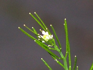 Cardamine hirsuta / Billeri primaticcio