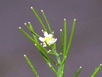 Cardamine hirsuta / Billeri primaticcio