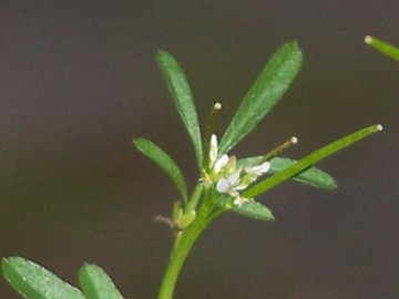 Cardamine hirsuta / Billeri primaticcio