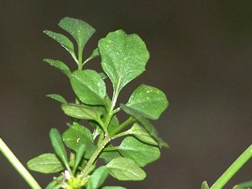 Cardamine hirsuta / Billeri primaticcio