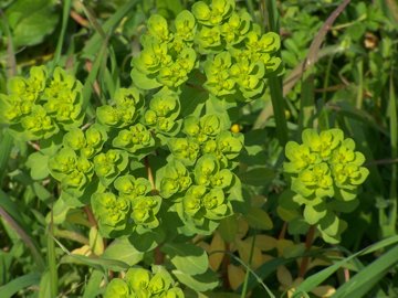 Euphorbia helioscopia