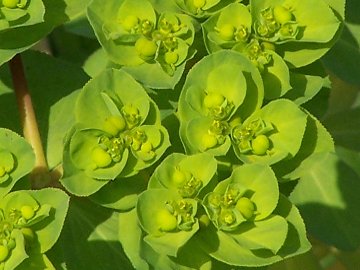 Euphorbia helioscopia