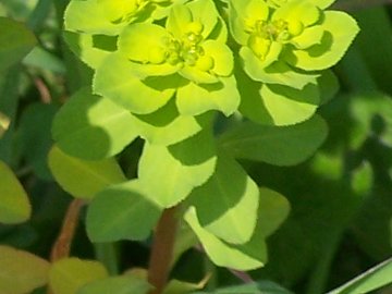 Euphorbia helioscopia