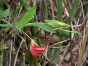 Lathyrus cicera