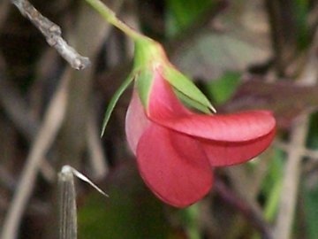 Lathyrus cicera