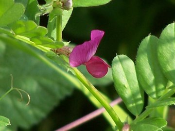 Vicia sativa