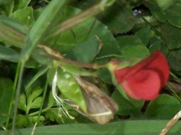 Lathyrus cicera