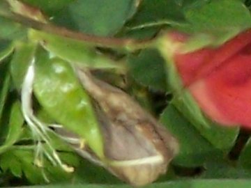 Lathyrus cicera