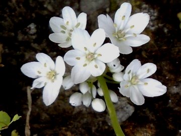 Allium neapolitanum