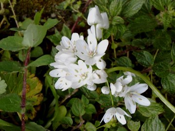 Allium neapolitanum