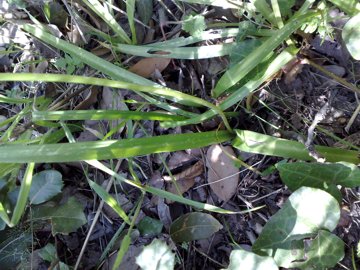 Allium neapolitanum