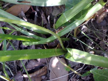 Allium neapolitanum