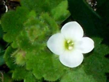 Veronica cymbalaria - Fiore piccolo sull''Etna