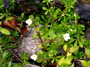 Veronica cymbalaria - Fiore piccolo sull''Etna