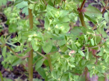 Euphorbia peplus