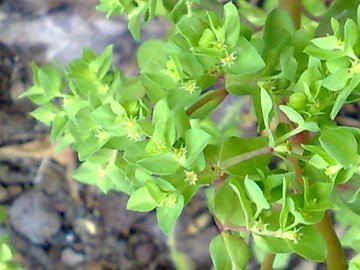 Euphorbia peplus