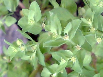 Euphorbia peplus