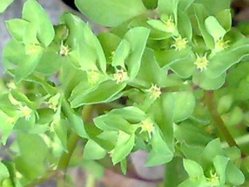 Euphorbia peplus