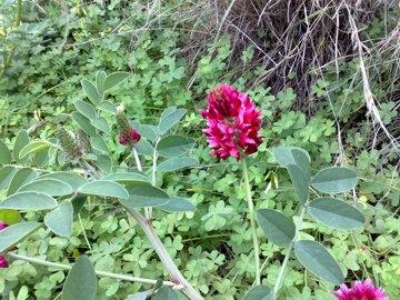 Sulla coronaria / Sulla comune