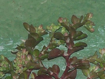 Nella fessura di una balconata - Polycarpon tetraphyllum