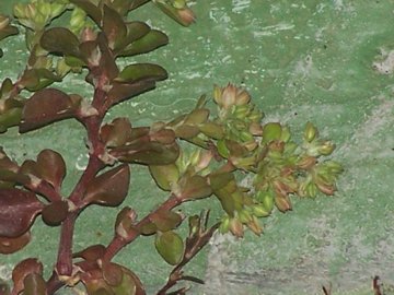 Nella fessura di una balconata - Polycarpon tetraphyllum