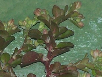 Nella fessura di una balconata - Polycarpon tetraphyllum