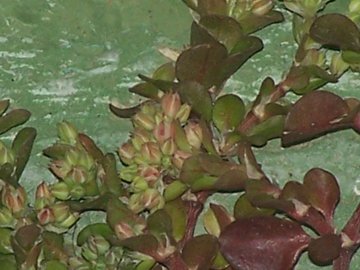 Nella fessura di una balconata - Polycarpon tetraphyllum