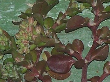 Nella fessura di una balconata - Polycarpon tetraphyllum