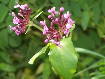 Fedia graciliflora / Lattughella