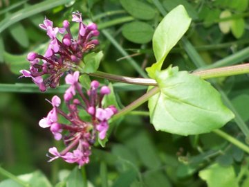 Fedia graciliflora / Lattughella