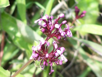 Fedia graciliflora / Lattughella