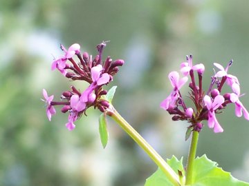 Fedia graciliflora / Lattughella